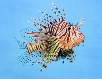 El pez león (Pterois miles) se considera la especie más dañina para el ecosistema del Mediterráneo (FP).