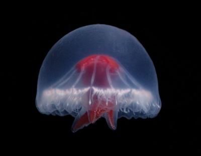'Santjordia pagesi holotype lateral', nueva especie de medusa bautizada en honor a Sant Jordi, por la cruz brillante y roja en su cuerpo (Lindsay, Dhugal / WoRMS)