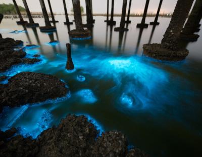 Plancton bioluminiscente sobre manglares en Khok Kham, Samut Sakhon, cerca de Bangkok, en Tailandia (iStock).