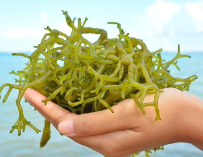 Cada vez son más las startups y empresas biotecnológicas que apuestan por el cultivo de algas para desarrollar proyectos innovadores con aplicaciones prometedoras (FP).