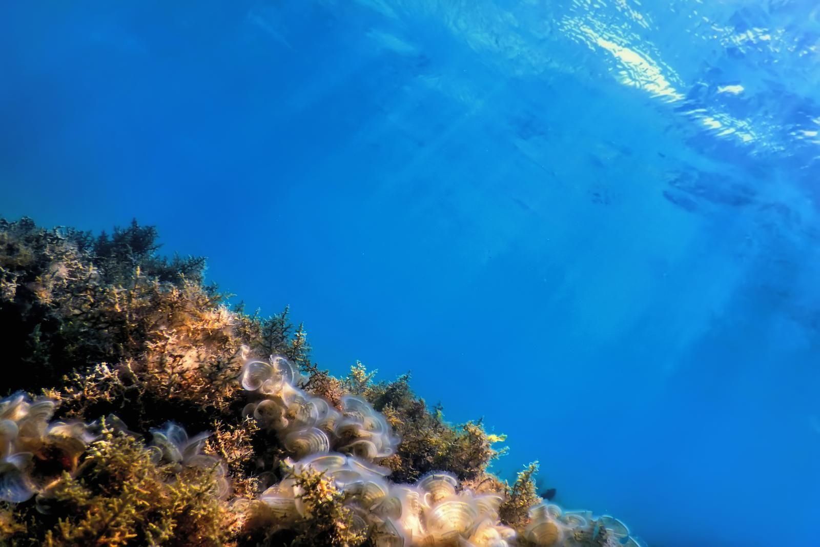 Mediterranean seabed with algae and seagrass beneath sunlight filtered through blue water.