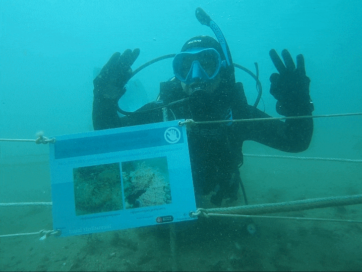 Los biotopos favorecen el equilibrio de la fauna marina y la regeneración de la vida en áreas degradadas (Anel.lides/PierNext).