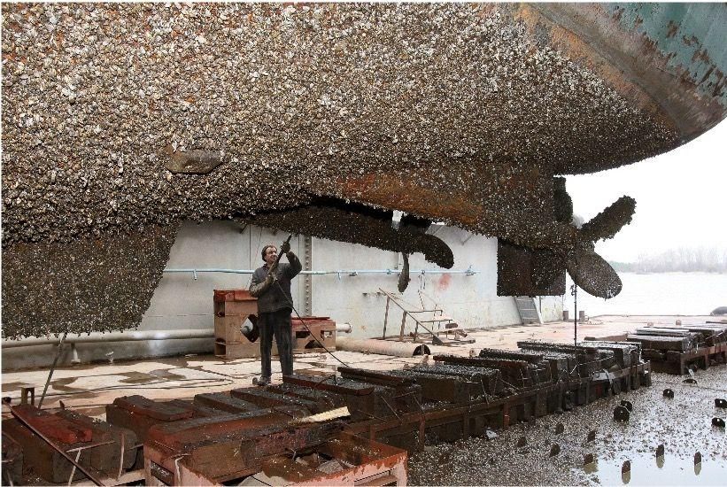 Muchas especies invasoras viajan "de polizonte" en los cascos de los buques (IPBES)
