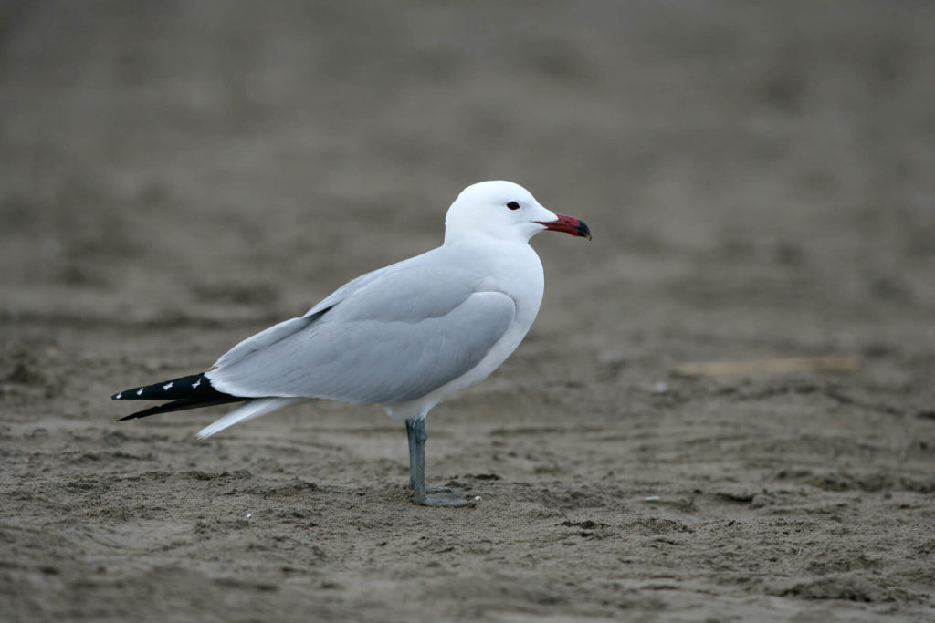 Audouin's gull is a protected bird that has moved its natural habitat from the wetlands to Mediterranean port areas. [Image by CRAM]