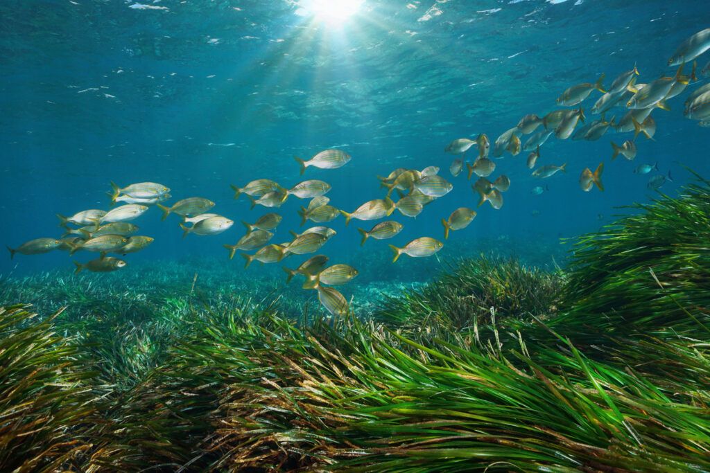 Mangroves are ecosystems capable of protecting coasts from storms, tsunamis, erosion, and rising sea levels. (GettyImages)