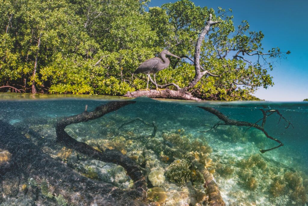 In recent years, initiatives have been launched to prevent the deterioration of these blue carbon ecosystems and also to promote their repopulation. (GettyImages)