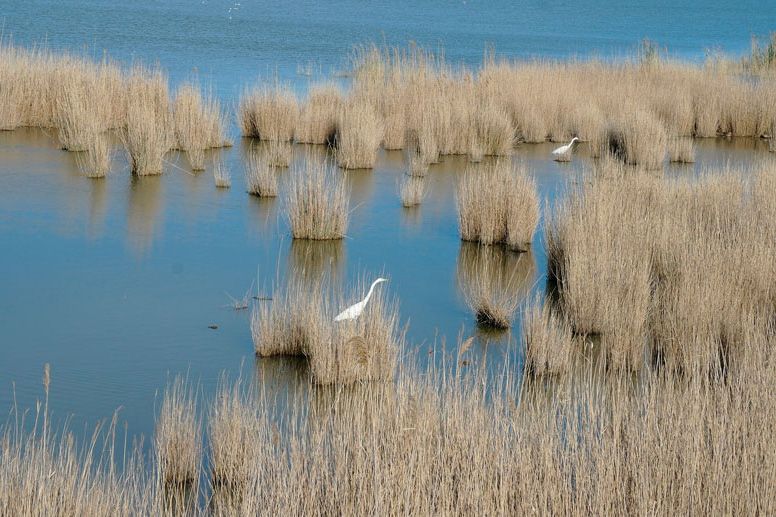 El delta del Ebro está experimentando ahora lo que el resto de las playas del planeta vivirán en 2070. (UPC)