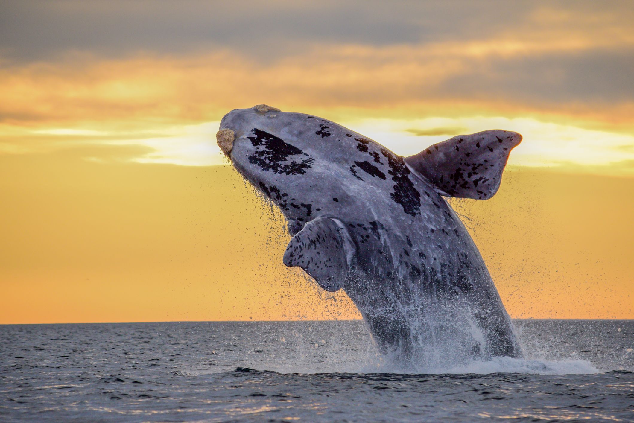 A decision-making standard requires activities affecting biodiversity to be managed to avoid adverse environmental effects. (Getty Images)