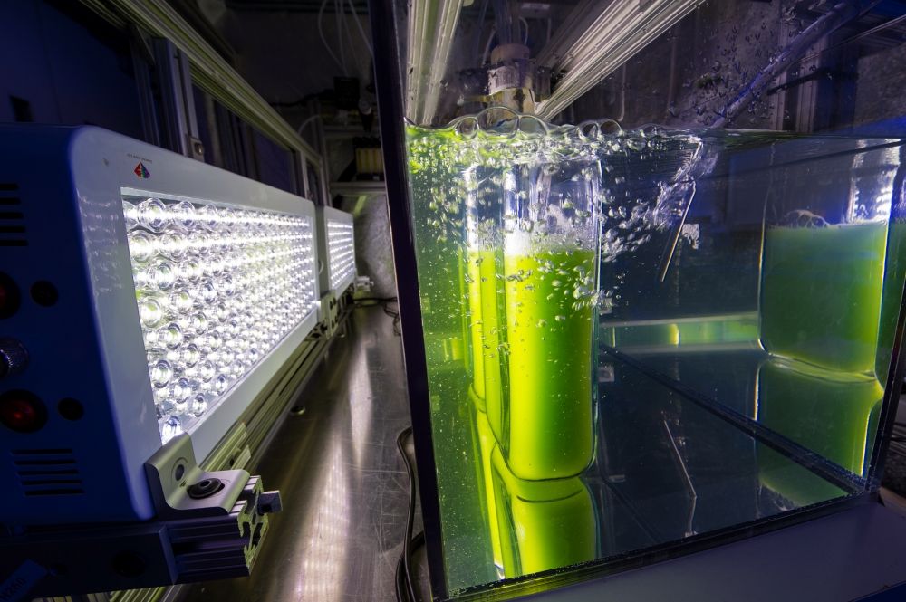 Laboratorio que utiliza la tecnología de las algas para producir petróleo (CC)