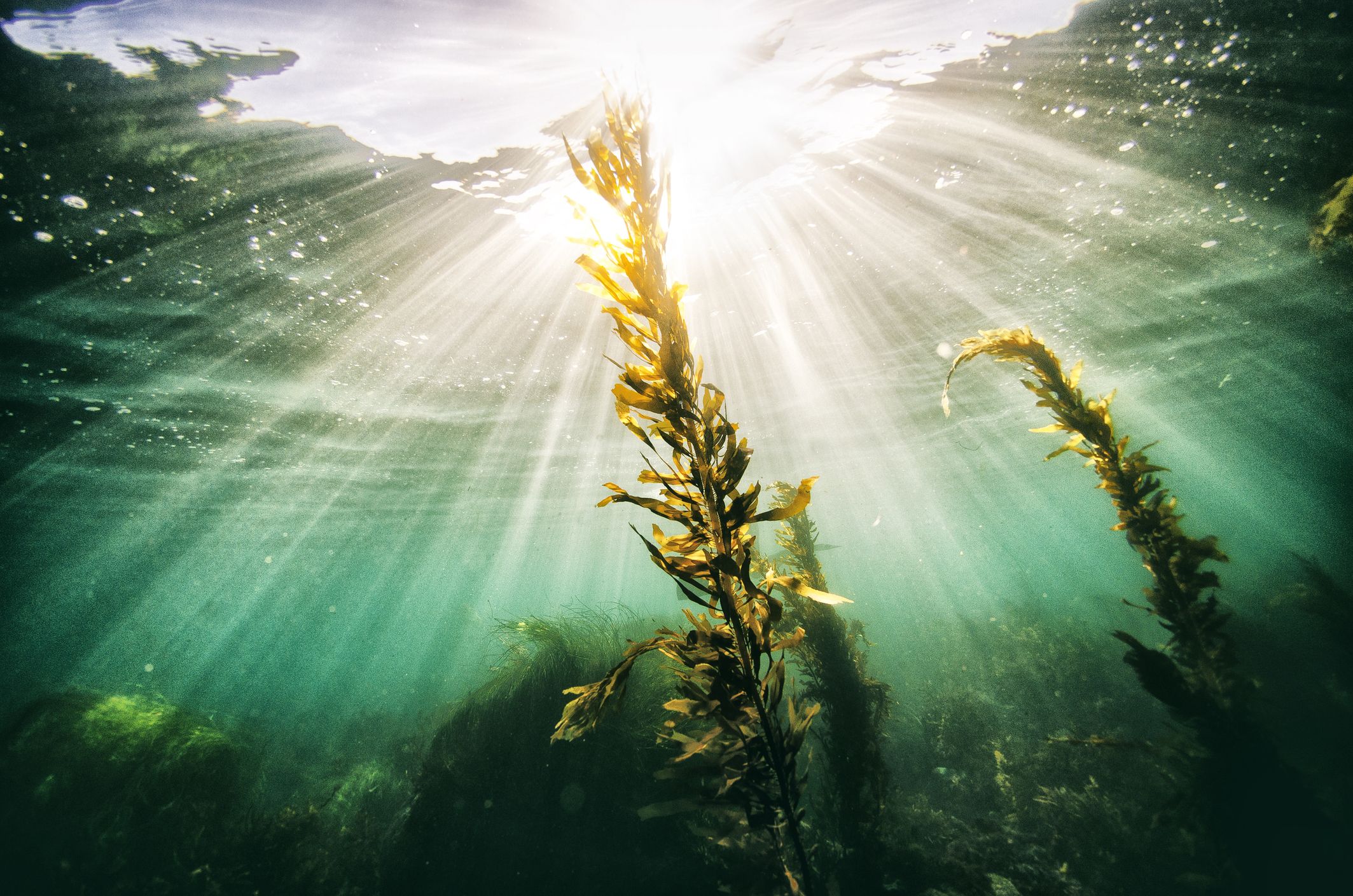 Lo que las algas marinas pueden hacer por tu cultivo 