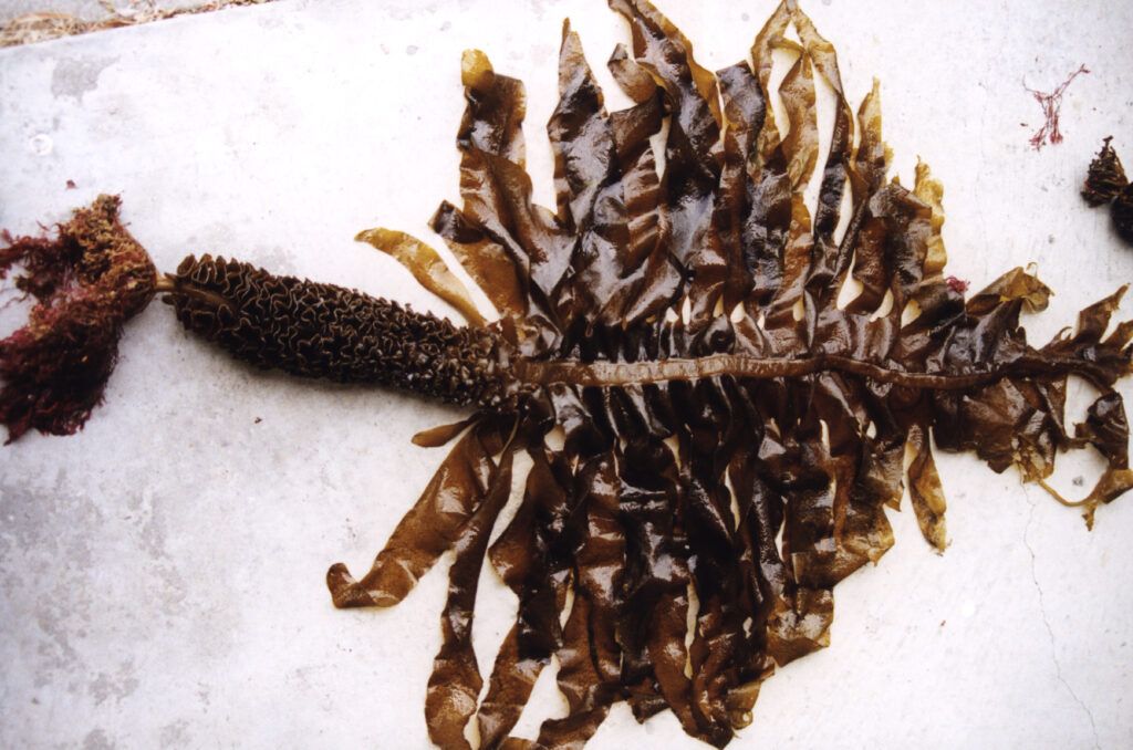 El alga asiática Undaria pinnatifida, originaria del Pacífico, que se ha establecido en regiones templadas de todo el mundo (CSIRO, CC)