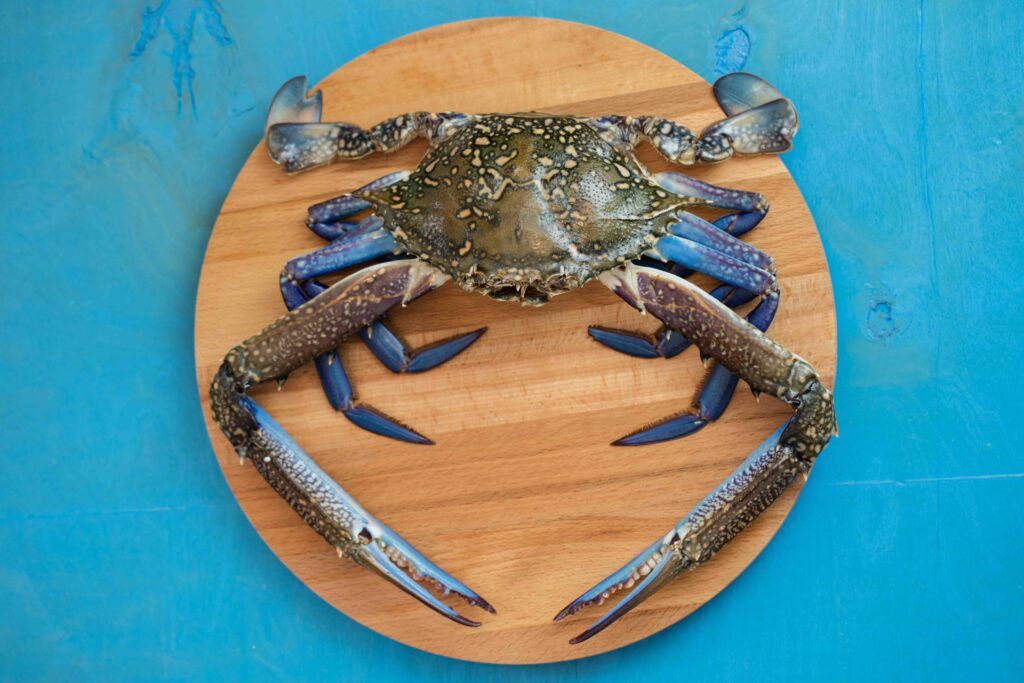 El cangrejo azul (Callinectes sapidus) ha llegado a las costas españolas en las aguas de lastre de los mercantes (FP).
