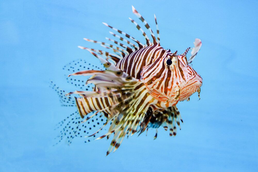 The lionfish (Pterois miles) is considered the most damaging species to the Mediterranean ecosystem (FP).