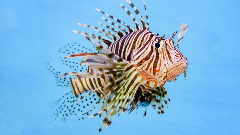 El pez león (Pterois miles) se considera la especie más dañina para el ecosistema del Mediterráneo (FP).