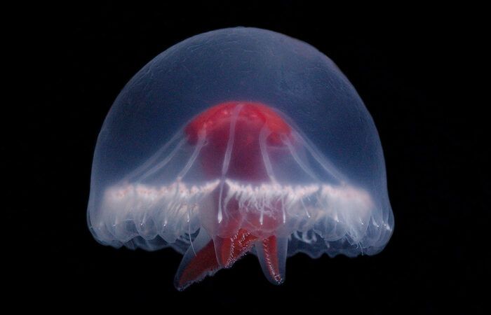 'Santjordia pagesi holotype lateral', a new species of jellyfish named in honor of Saint George (Sant Jordi, in catalan) because of the bright red cross on its body (Lindsay, Dhugal / WoRMS).