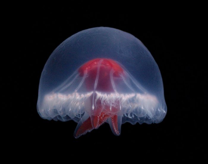 'Santjordia pagesi holotype lateral', nova espècie de medusa batejada en honor a Sant Jordi, per la creu brillant i vermella al seu cos (Lindsay, Dhugal / WoRMS)
