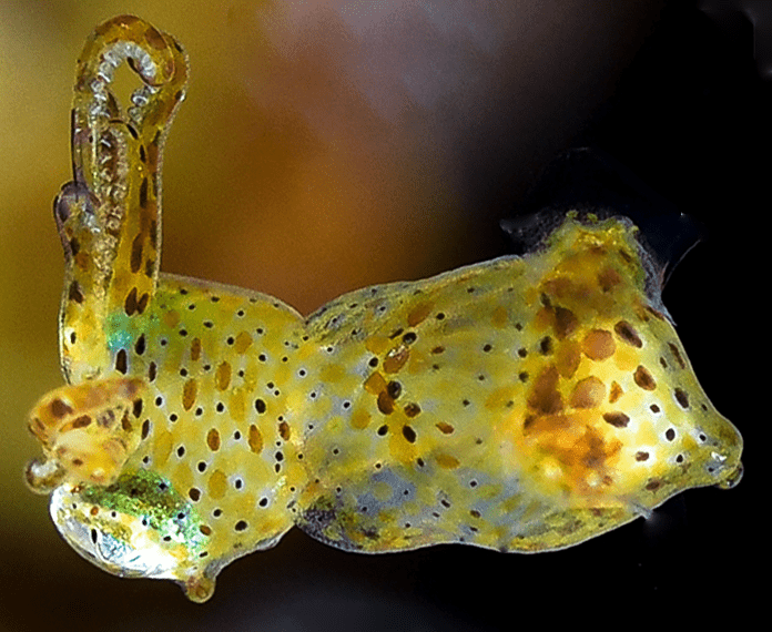 'Kodama jujutsu', una nova espècie de calamar de menys d'un centímetre de longitud que es pot trobar a l'Indo-Pacífic (Brandon Hannan / WoRMS )