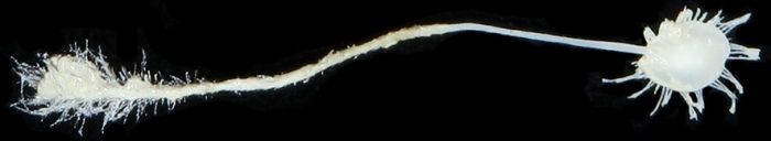 L'Abyssocladia falkor és una esponja carnívora, descoberta l'any passat, que té espícules en forma de ganxo per subjectar els petits crustacis dels quals s'alimenta (Merrick Ekins/WoRMS)