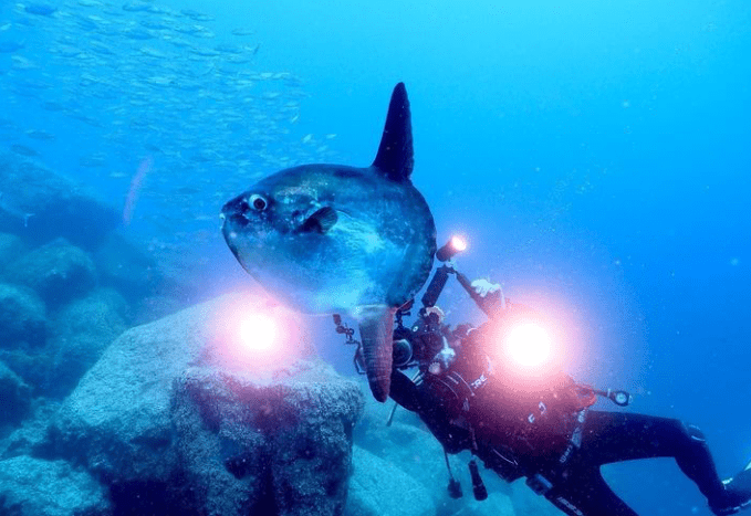 The Torredembarra Biotope is leaving a stimulating footprint on the biodiversity of the area. Of particular note is the presence of sunfish (@biotoptorredembarra).