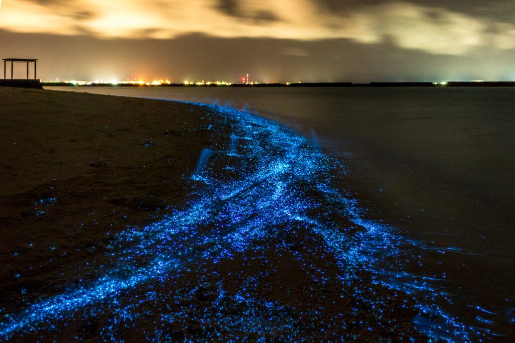 Plancton bioluminiscente en las Maldivas (iStock).