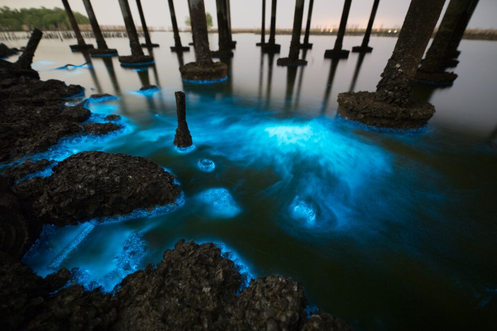 Plancton bioluminiscente sobre manglares en Khok Kham, Samut Sakhon, cerca de Bangkok, en Tailandia (iStock).