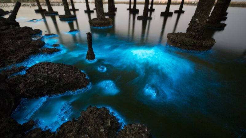 Plàncton bioluminiscent sobre manglars a Khok Kham, Samut Sakhon, a prop de Bangkok, a Tailàndia (iStock).
