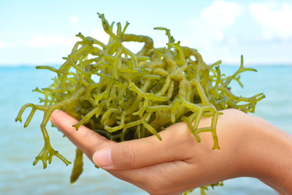 More and more startups and biotech companies are investing in algae cultivation to develop innovative projects with promising applications (FP).