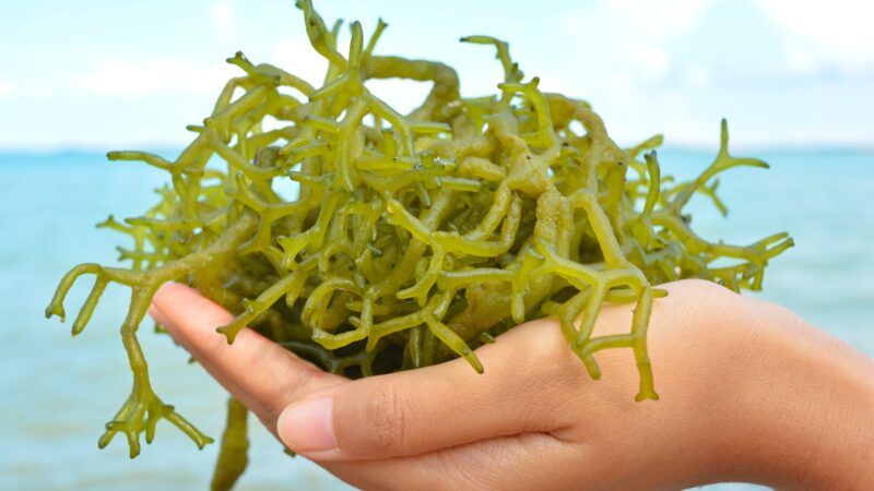 More and more startups and biotech companies are investing in algae cultivation to develop innovative projects with promising applications (FP).