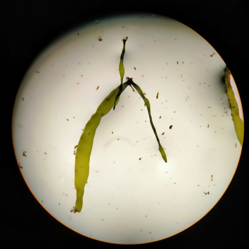 L'empresa Algabrava està treballant en la catalogació d'espècies que tinguin un ús en diferents sectors (alimentació, cosmètica, nutracèutica...), per poder tenir un plantatge controlat i poder oferir solucions "as-service" als potencials clients que requereixin una espècie en particular. (Algabrava)